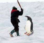 Le massacre des bébés pingouns
